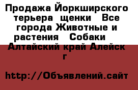 Продажа Йоркширского терьера, щенки - Все города Животные и растения » Собаки   . Алтайский край,Алейск г.